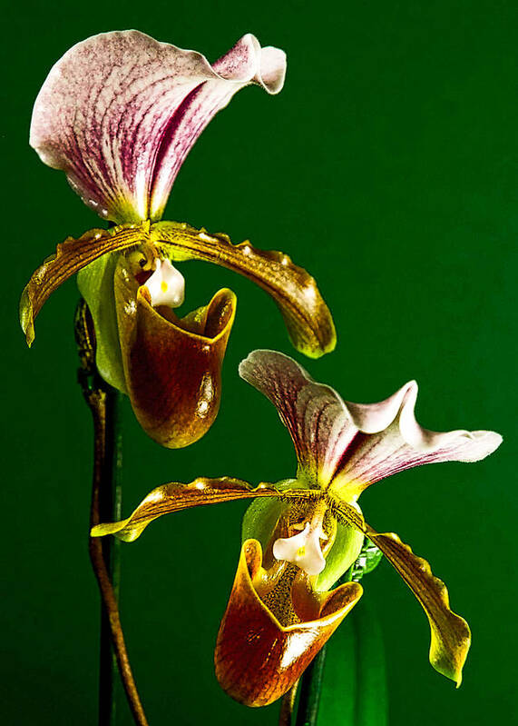 Orchids Art Print featuring the photograph Pair of Lady Slipper Orchids by Elf EVANS