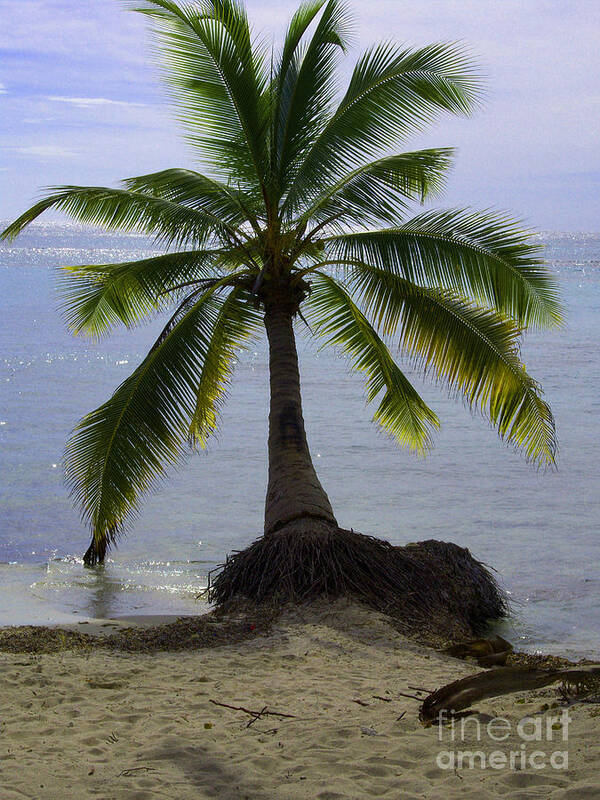 Palm Art Print featuring the photograph Palm at the Edge of the Sea Number Two by Heather Kirk
