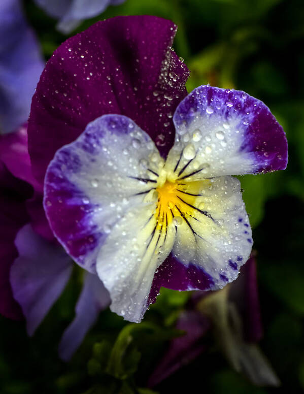 Flower Art Print featuring the photograph Pansy by Robert Mitchell