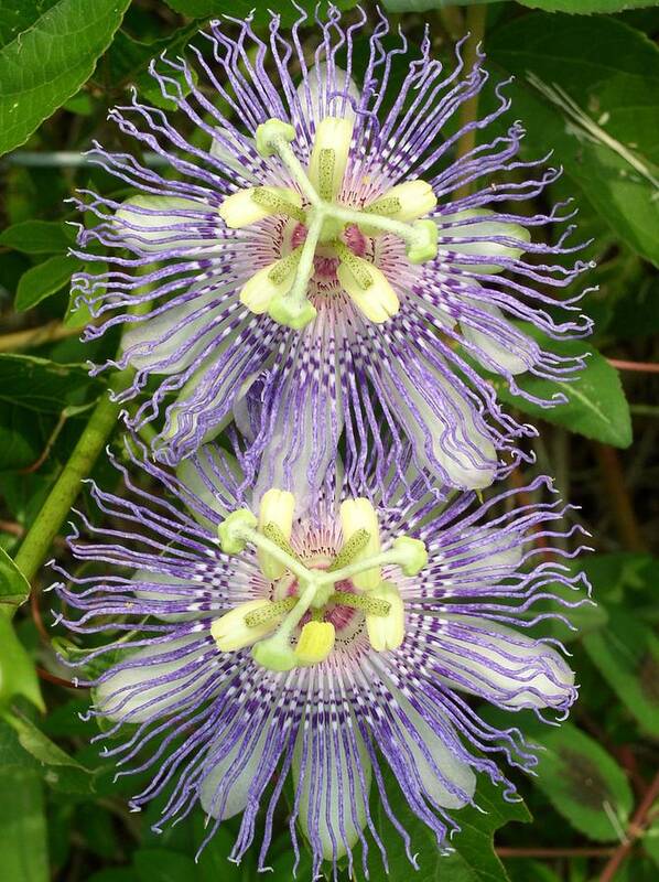 Passion Flowers Art Print featuring the photograph Passionate Pair by Cleaster Cotton