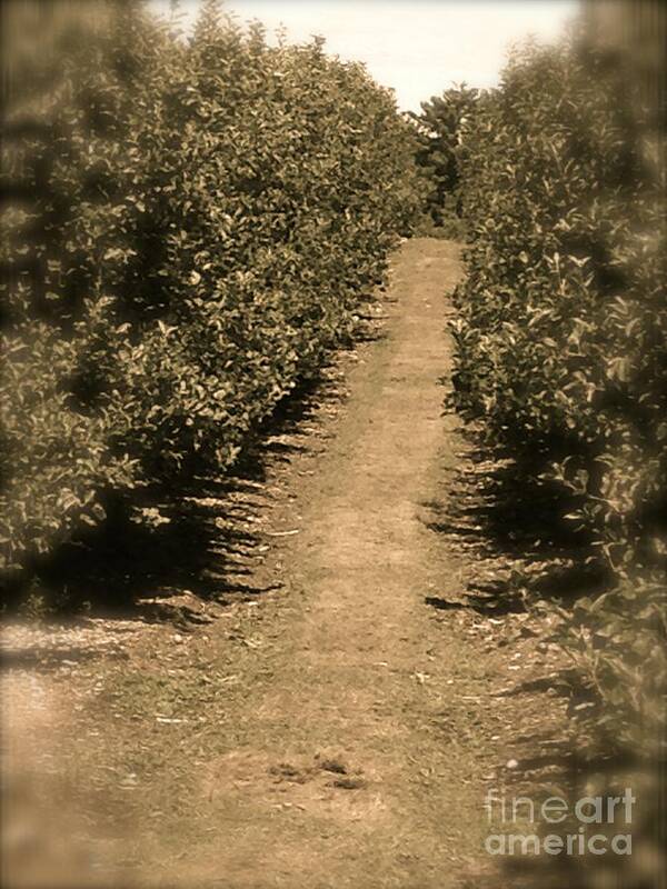 Path Art Print featuring the photograph Path ahead by Deena Withycombe