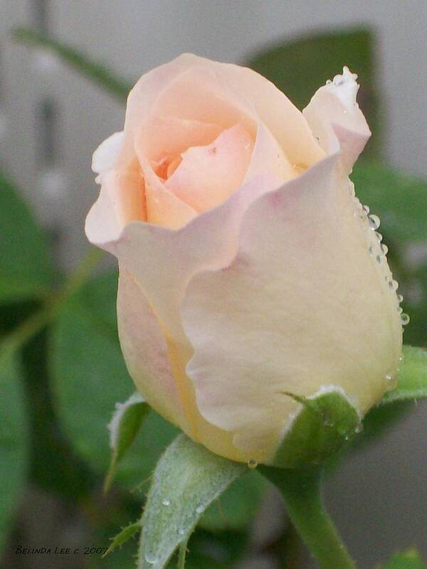Beautiful #peach #rose #bud Art Print featuring the photograph Fragile Peach Rose Bud by Belinda Lee