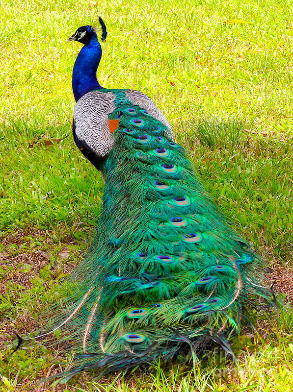 Peacock Art Print featuring the photograph Peacock by Carey Chen