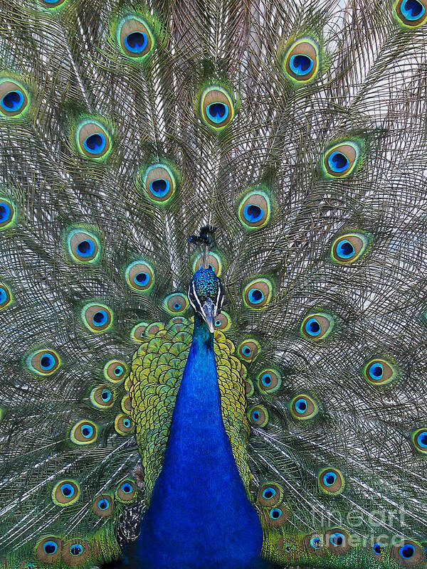 Peacock Art Print featuring the photograph Peacock by Steven Ralser