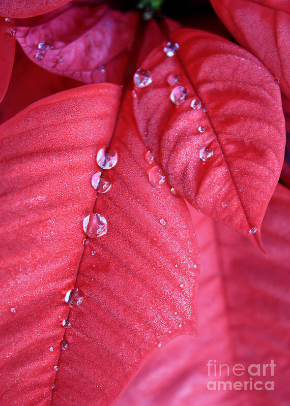 Poinsettia Art Print featuring the photograph Pearls on Poinsettia by Carol Groenen