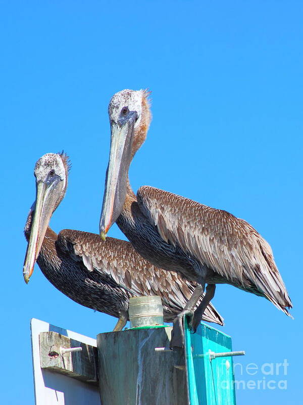 Pelican Art Print featuring the photograph Pelican Pair II by Andre Turner