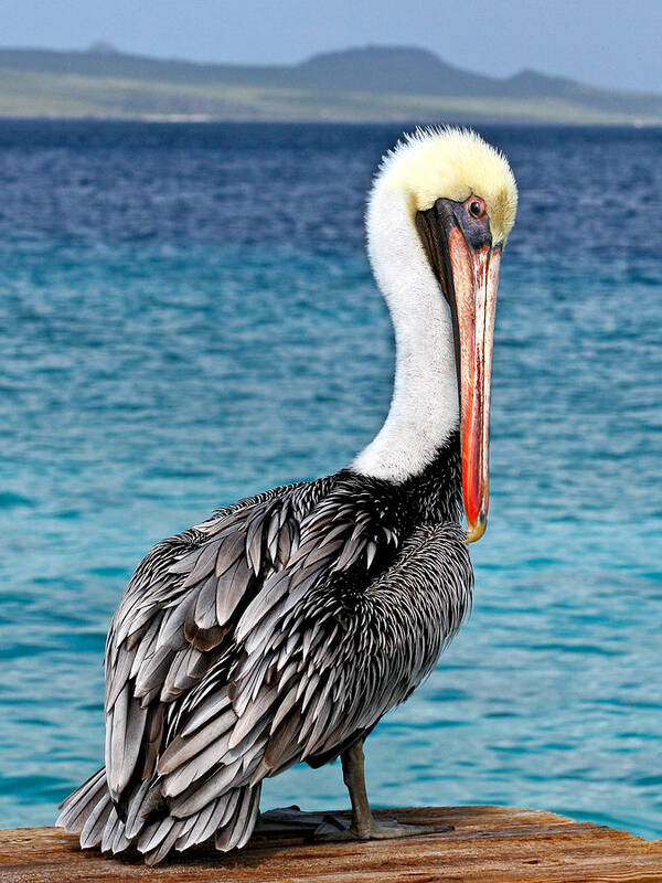 Bird Art Print featuring the photograph Pelican Portrait by Jean Noren