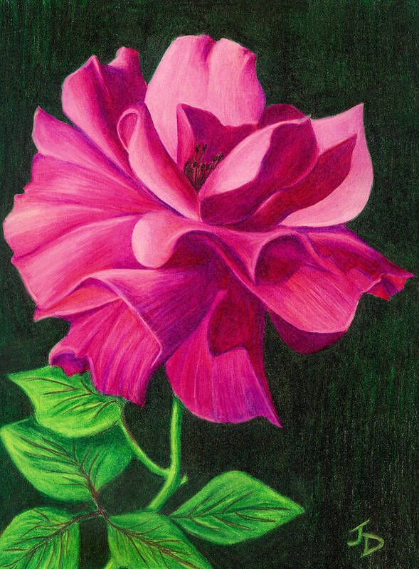 Floral Art Print featuring the drawing Pencil Rose by Janice Dunbar