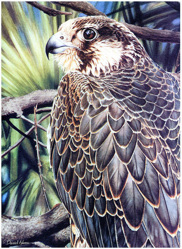 Watercolor Art Print featuring the painting DA138 Peregrine Falcon by Daniel Adams by Daniel Adams