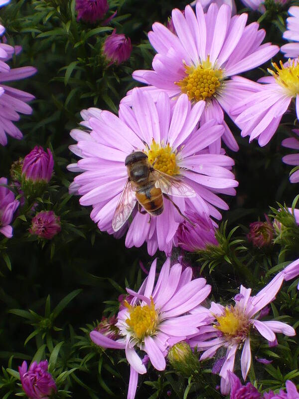 Pink Art Print featuring the photograph Pink Bee-auty b by Nicki Bennett