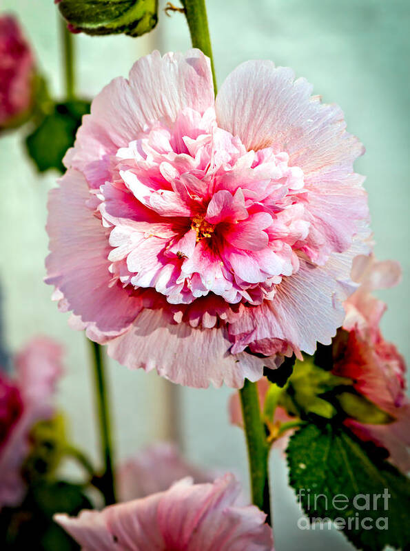 Alcea Art Print featuring the photograph Pink Double Hollyhock by Robert Bales