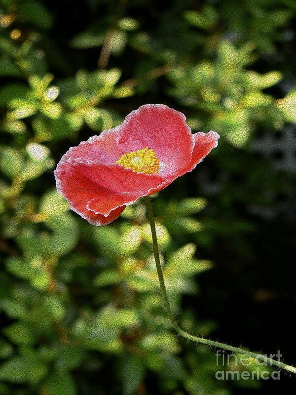 Poppy Art Print featuring the photograph Pink Poppy with a Bent Stem by MM Anderson