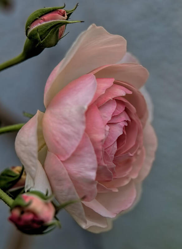 Rose Art Print featuring the photograph Pink rose by Leif Sohlman