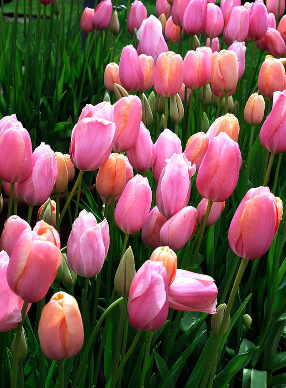 Tulips Art Print featuring the photograph Pink Tulips by Haleh Mahbod