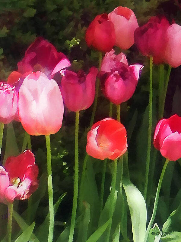 Tulip Art Print featuring the photograph Pink Tulips in Garden by Susan Savad