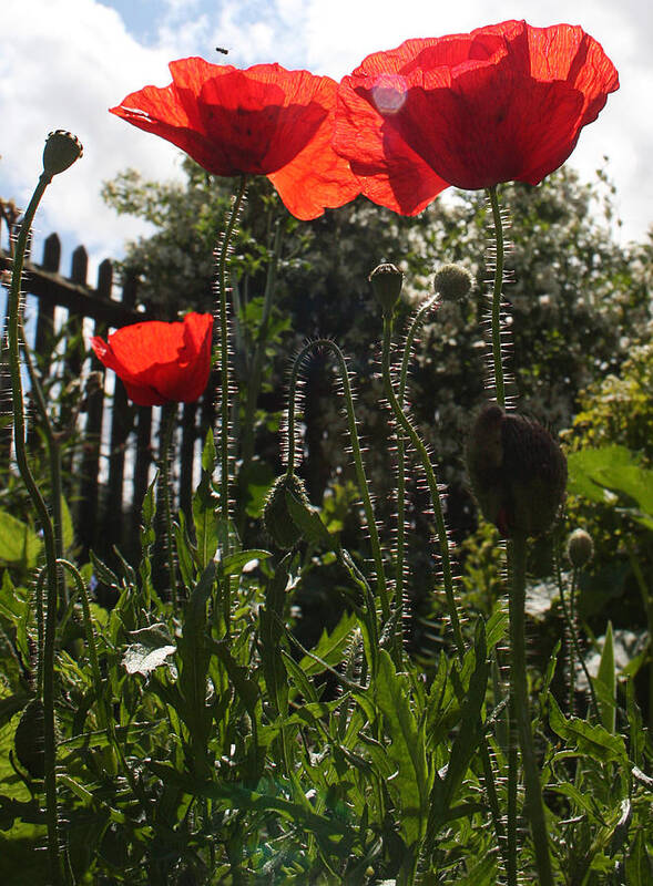 Poppies Art Print featuring the photograph Poppies in the Sun by Stephen Norris