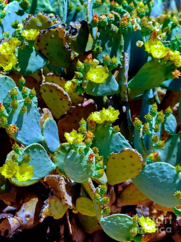 Opuntia Art Print featuring the photograph PricKLy FieLDS by Angela J Wright