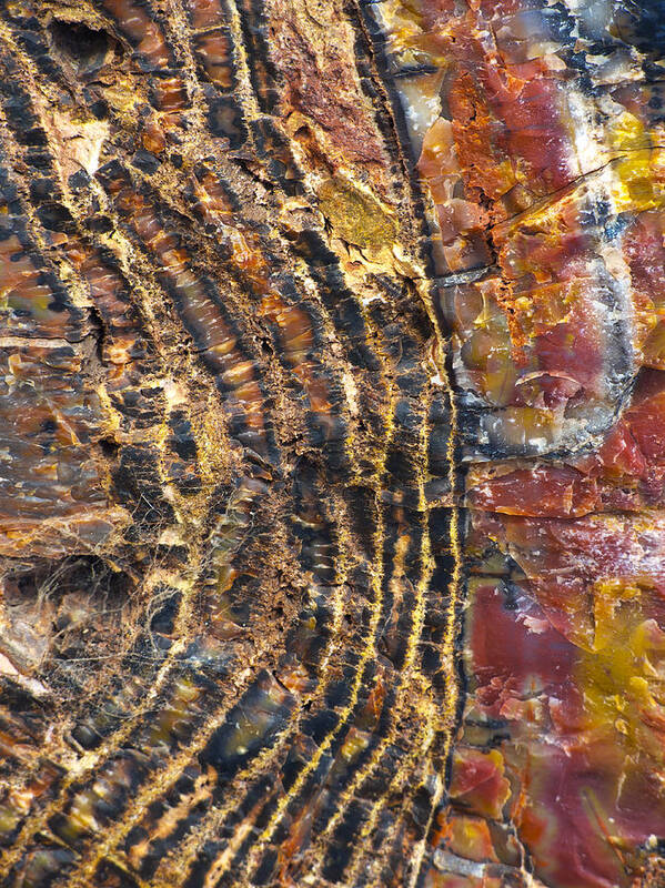 Petrified Wood Art Print featuring the photograph Prime Cut 1 by Skip Hunt
