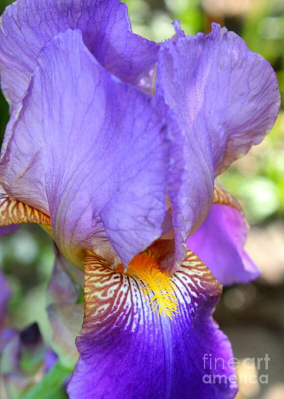Purple Iris Art Print featuring the photograph Purple Iris Macro by Carol Groenen