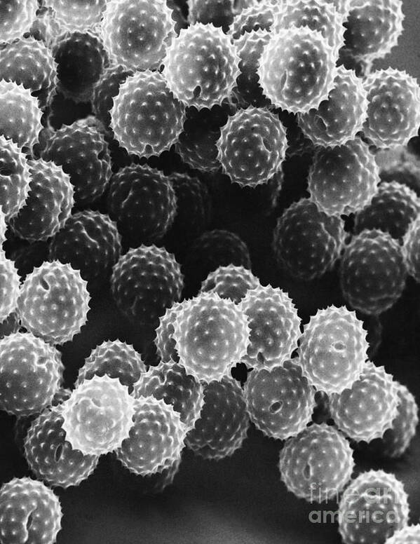 Science Art Print featuring the photograph Ragweed Pollen Sem by David M. Phillips / The Population Council