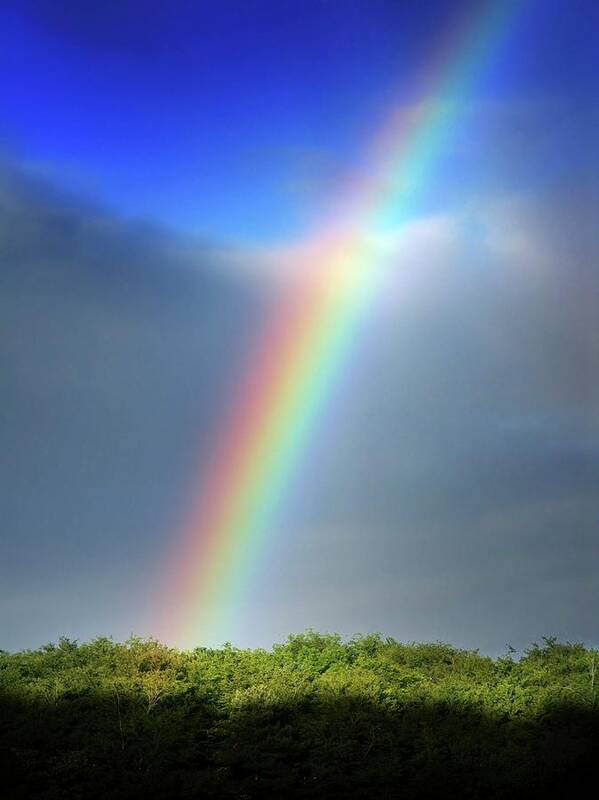 Plant Art Print featuring the photograph Rainbow Over Trees by Tim Vernon / Science Photo Library