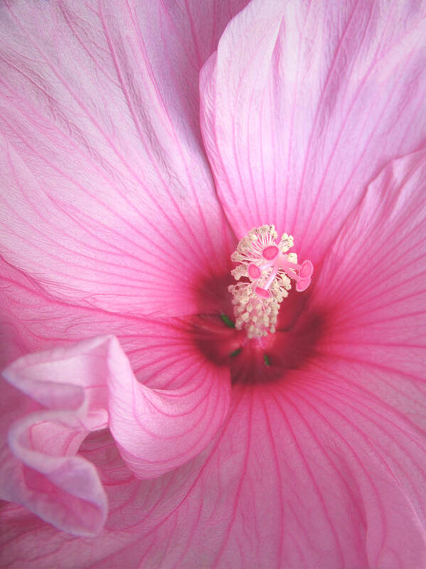 Macro Art Print featuring the photograph Raspberry Hibiscus Rose of Sharon Macro Fine Art Print by Penny Hunt Floral Pink by Penny Hunt