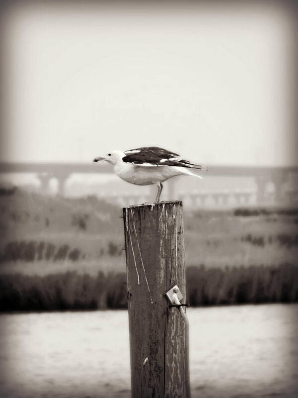 Ready For Takeoff Art Print featuring the photograph Ready for Takeoff by Dark Whimsy