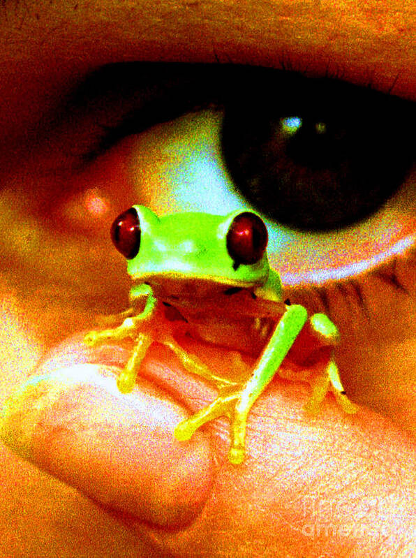 Tree Frogs Art Print featuring the photograph Red Eyed Australian Tree Frog by David Cairns