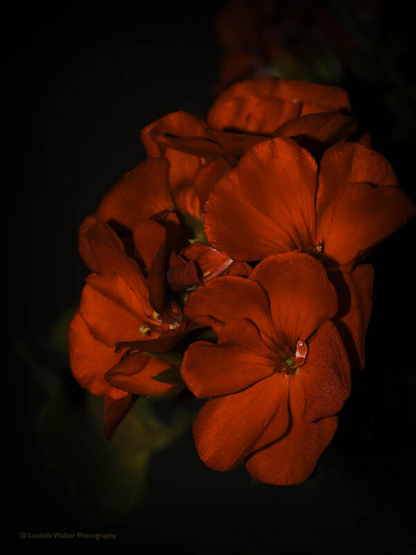 Red Art Print featuring the photograph Red Flowers in Evening Light by Lucinda Walter
