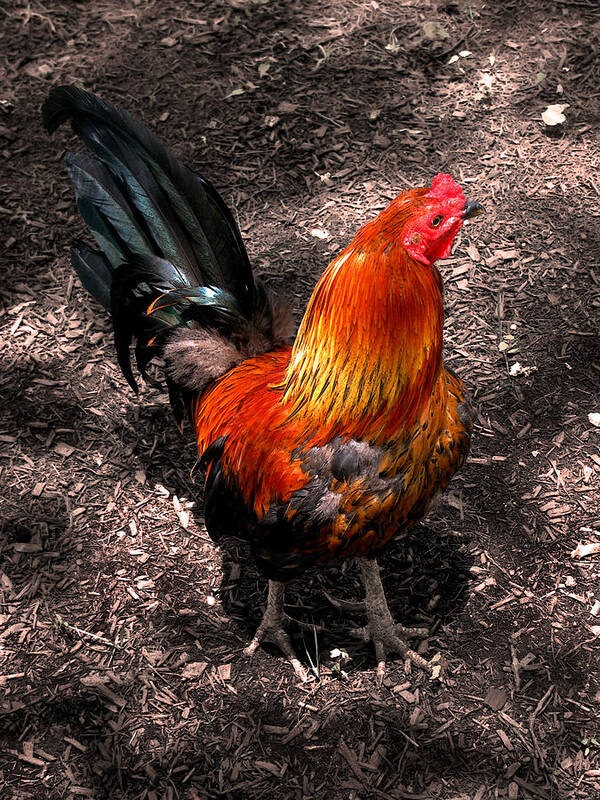 Rooster Art Print featuring the photograph Red Rooster by Colleen Kammerer