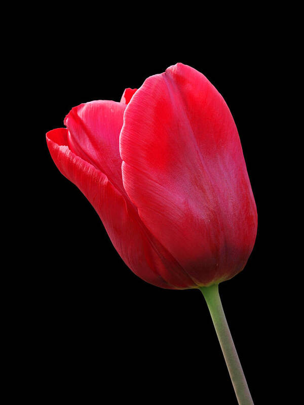 Red Tulip Art Print featuring the photograph Red Tulip On Black by Gill Billington