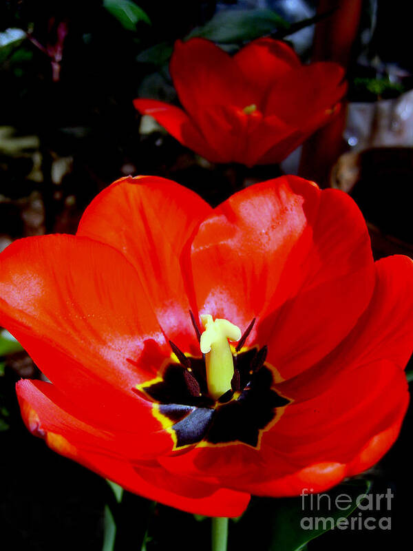 Red Tulip Art Print featuring the photograph Red Tulips by Nina Ficur Feenan