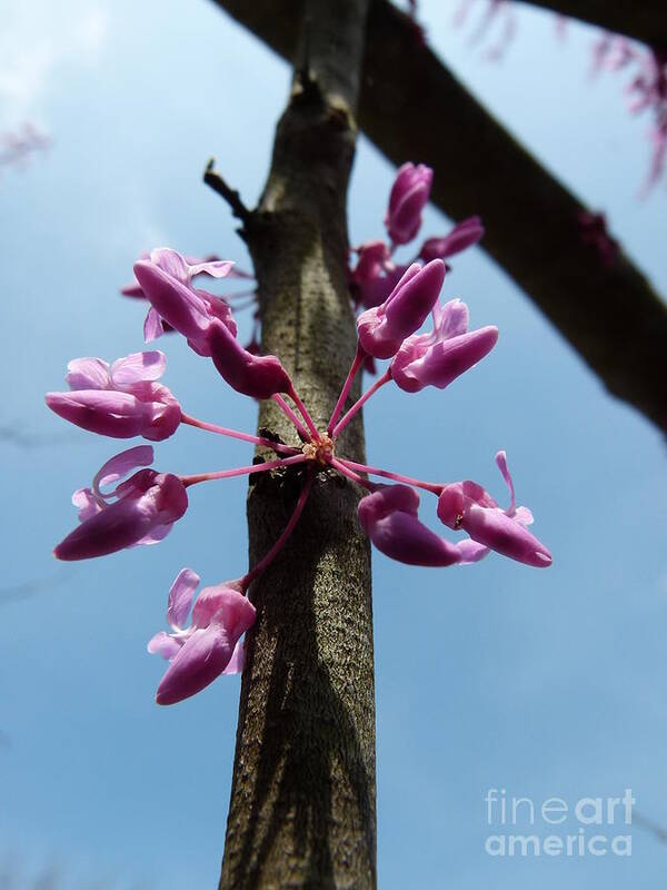 Redbud Tree Art Print featuring the photograph Redbud in bloom by Jane Ford