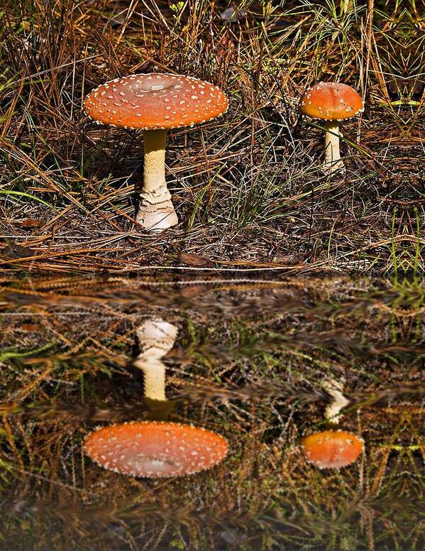 Nature Art Print featuring the photograph Reflecting Toadstools by Michael Whitaker