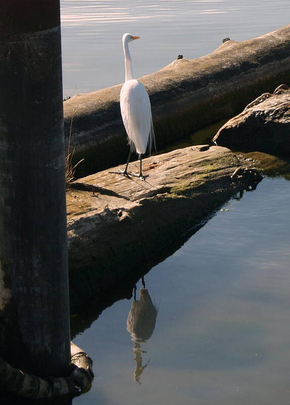 Egret Art Print featuring the photograph Reflections of an Egret by Beth Collins