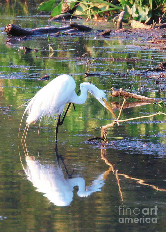 Egrets Art Print featuring the photograph Reflections On Wildwood Lake by Geoff Crego