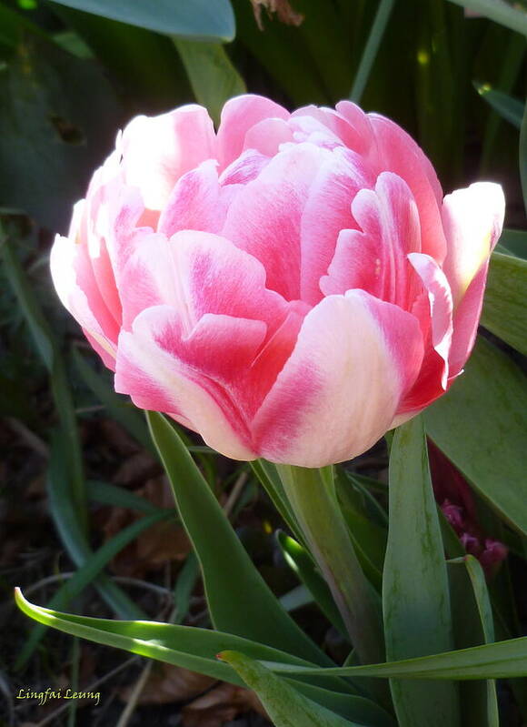 Floral Art Print featuring the photograph Resplendent Cherry Pink Tulip by Lingfai Leung