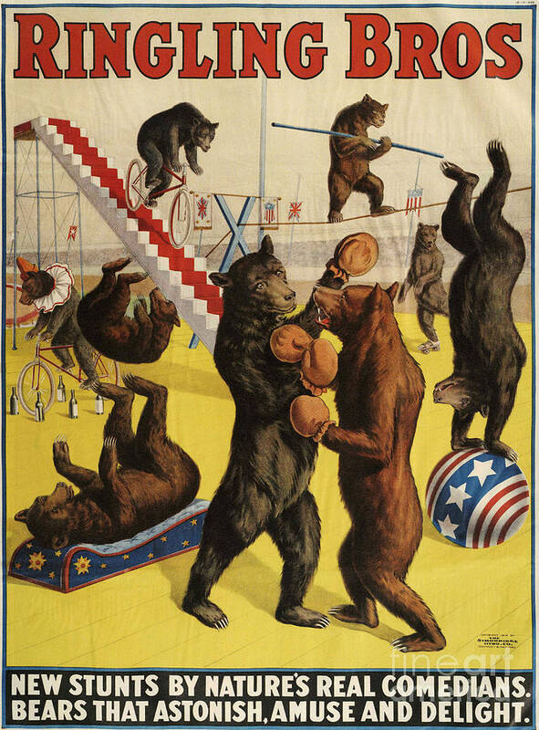 Posters Art Print featuring the drawing Ringling Bros 1900s Bears Performing by The Advertising Archives