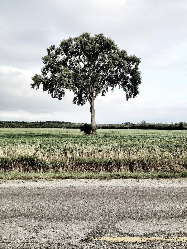 Nature Art Print featuring the photograph Roadside Solo by Kreddible Trout