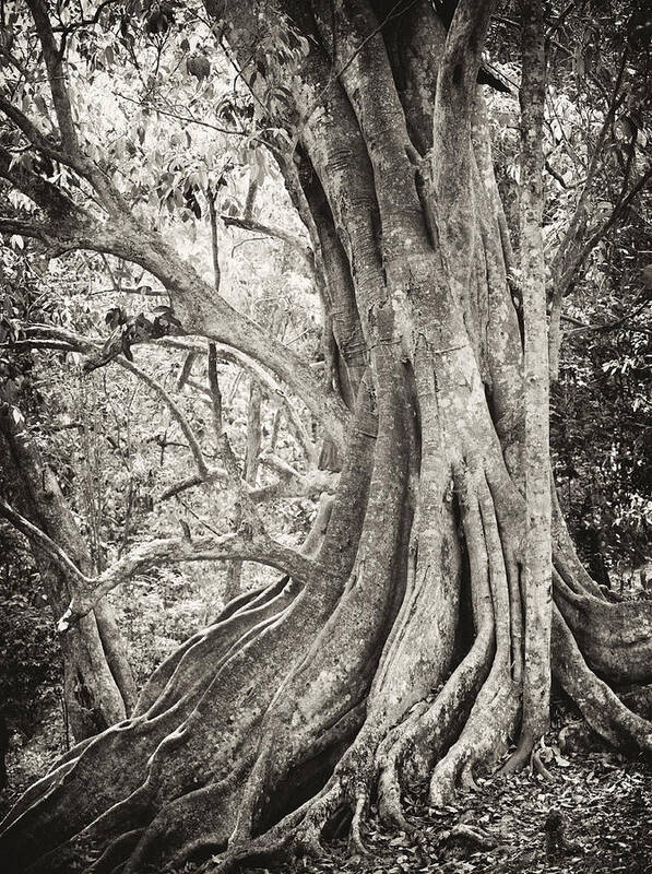 Black And White Art Print featuring the photograph Roots by Paul Cowan