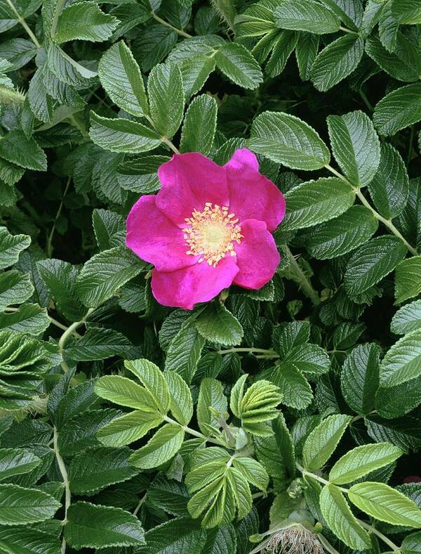 Carmine-red Art Print featuring the photograph Rosa Rugosa by Geoff Kidd/science Photo Library