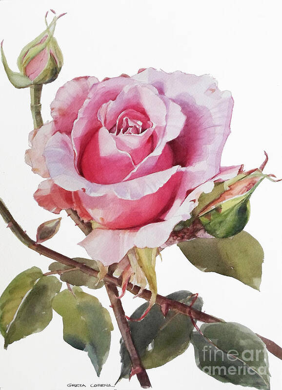 Greta Corens Artist Art Print featuring the painting Watercolor of a Graceful Pink Rose by Greta Corens