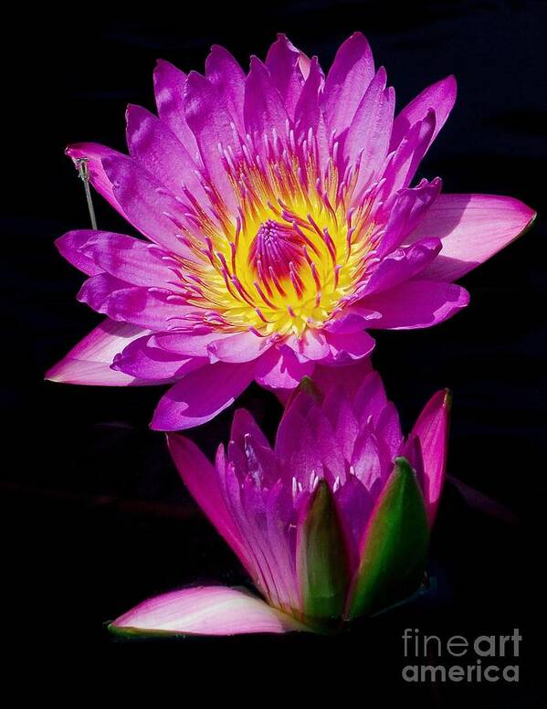 Aquatic Art Print featuring the photograph Royal Lily by Nick Zelinsky Jr