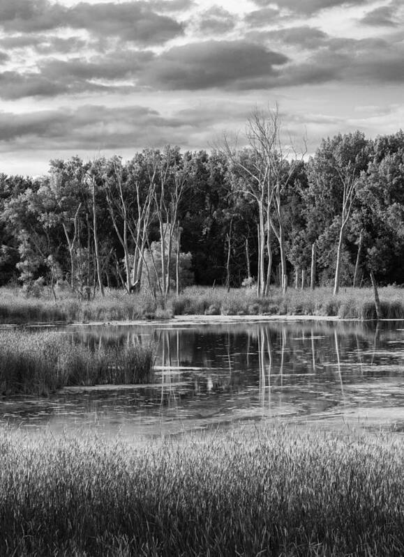 Trees Art Print featuring the photograph Saturday Meditation by Mike Evangelist