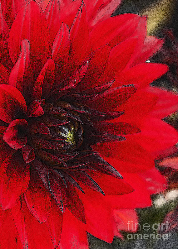 Nature Art Print featuring the photograph Scarlet Dahlia by Janice Pariza