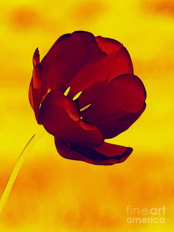 Tulip Art Print featuring the photograph Scarlet Tulip At Sunset by Sharon Woerner