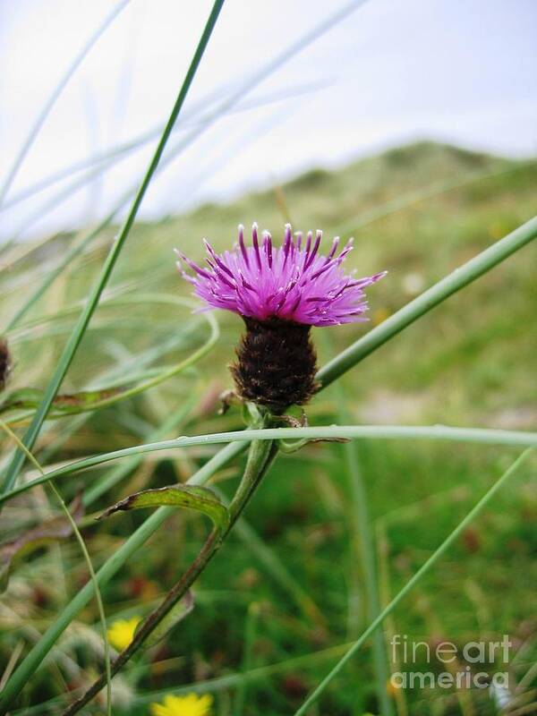 Scottish Highlands Art Print featuring the photograph Scottish Thistle by Denise Railey