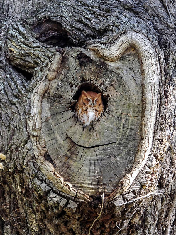 Owl Art Print featuring the photograph Screech Owl in Tree by Terry Shoemaker