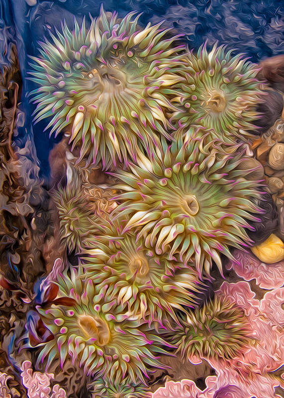 Sea Anemones Art Print featuring the photograph Sea anemones by Kathleen Bishop