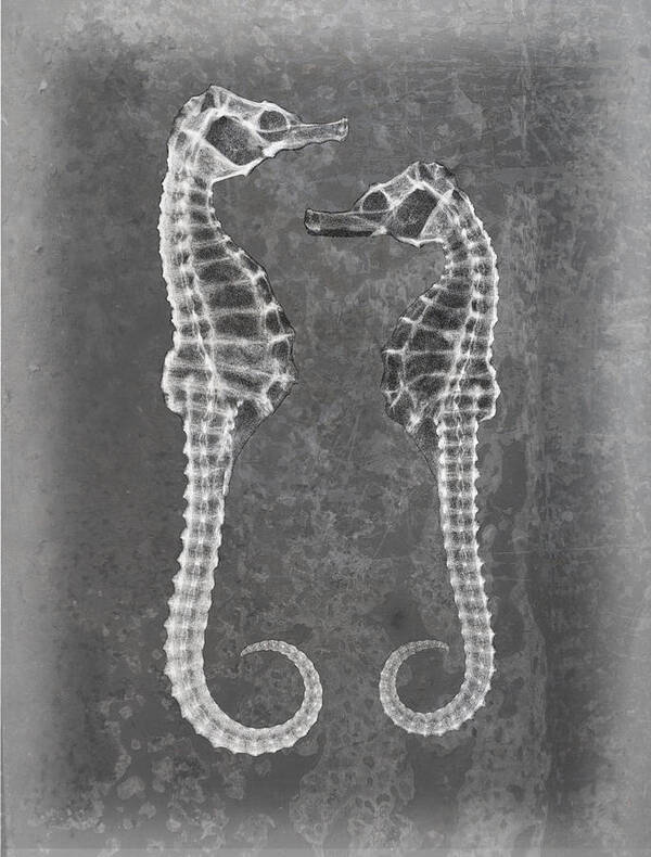 X-ray Art Art Print featuring the photograph Sea Horses Sea Shell X-ray Art by Roy Livingston